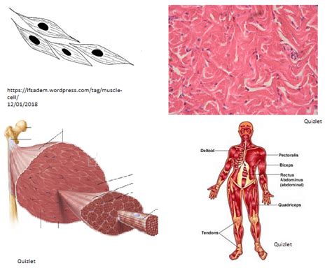 Multicellular Organisms Diagram