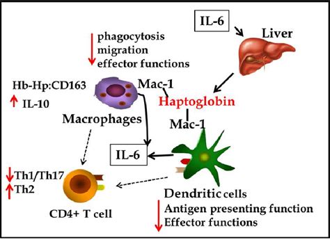 [PDF] 10 Haptoglobin Function and Regulation in Autoimmune Diseases ...