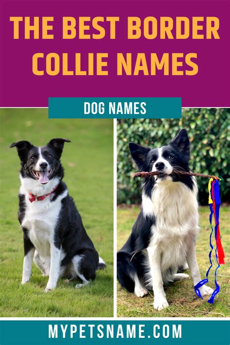 Best Border Collie Names | Border collie names, Border collie, Dog names