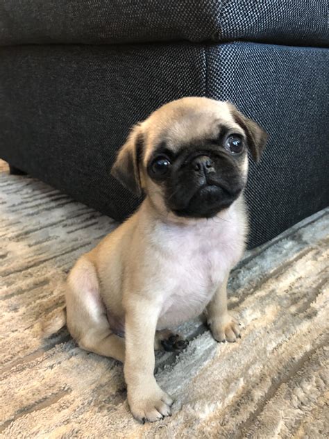 Any pug puppy training advice for this handsome fellow? 🥺🥰 : r/pug