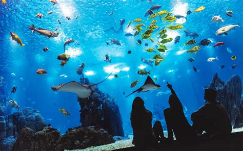 Lisbon Oceanarium Tickets | About & Quick Guide