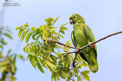 Yellow-crowned Amazon - Kester Clarke Wildlife Photography