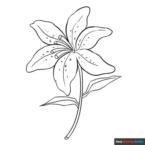 Lily Coloring Page | Easy Drawing Guides