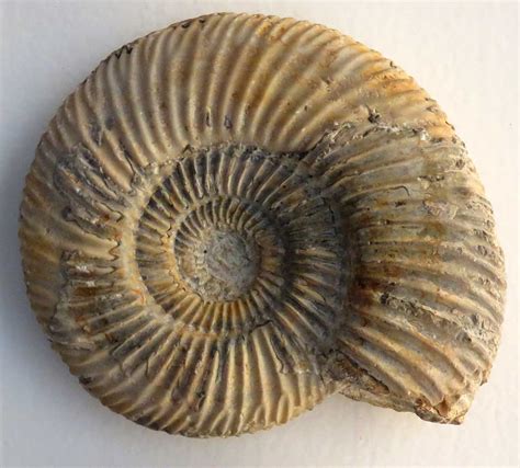 Louisville Fossils and Beyond: Parkinsonia parkinsoni Ammonite Fossil