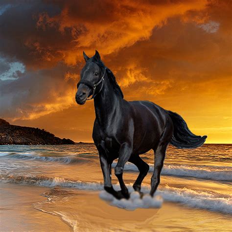 Black Beauty Stallion, Horse image - Free stock photo - Public Domain ...