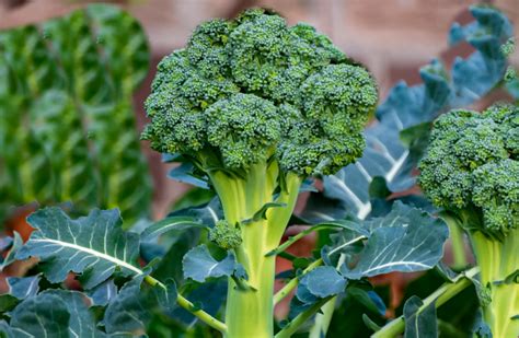 Best Companion Plants for Broccoli (And Which to Avoid)