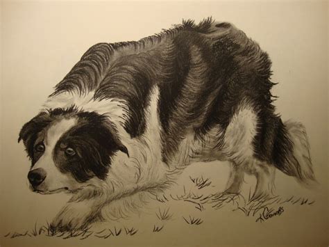 236 best images about Border Collie artwork on Pinterest | Sheep dogs ...