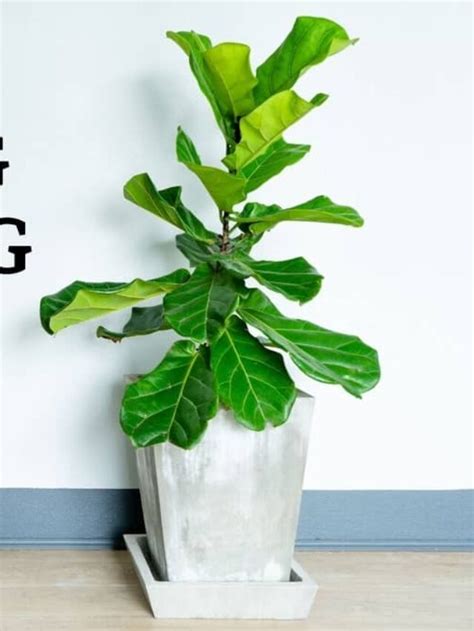 Fantastic Dwarf Fig Tree Types - Grow & Care Guide - Indoor Garden Tips