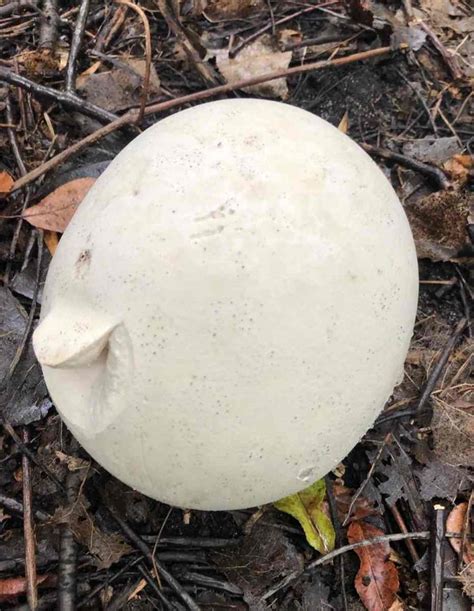 Giant Puffball - Mojo Mushroom