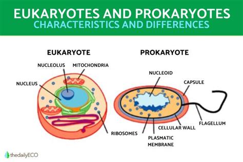 The Difference Between Eukaryotic and Prokaryotic Cells - Explanation ...