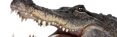 Crocodile Species - Crocodile Facts and Information