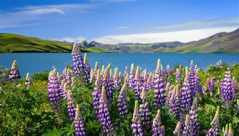 Premium AI Image | Lupins Of Lake Tekapo