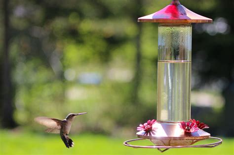 Hummingbird Feeder Cleaning | Downeast Thunder Farm