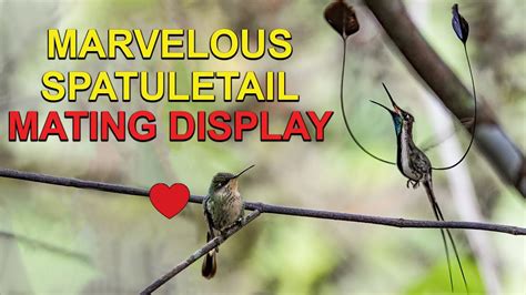 Rare Male HUMMINGBIRD MATING DANCE to Female - YouTube