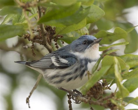 Pictures and information on Cerulean Warbler