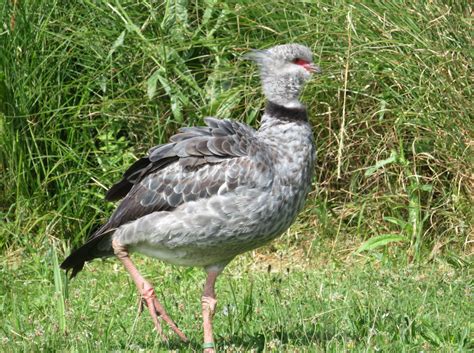 Southern Screamer | Marnix's Bird Gallery