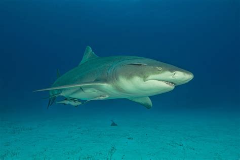 Lemon Shark Facts: Description, Behavior, Conservation