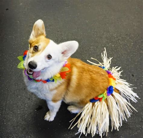 More #Corgis in Costumes: Get Your Halloween On! - The Daily Corgi