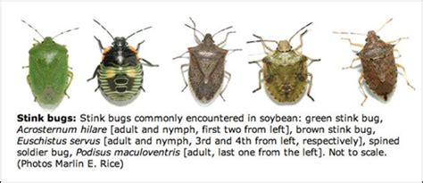 Stink Bug Nymphs in Corn – Integrated Pest and Crop Management – UW–Madison