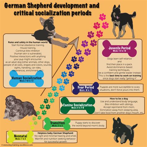 German Shepherd Puppy Training Guide