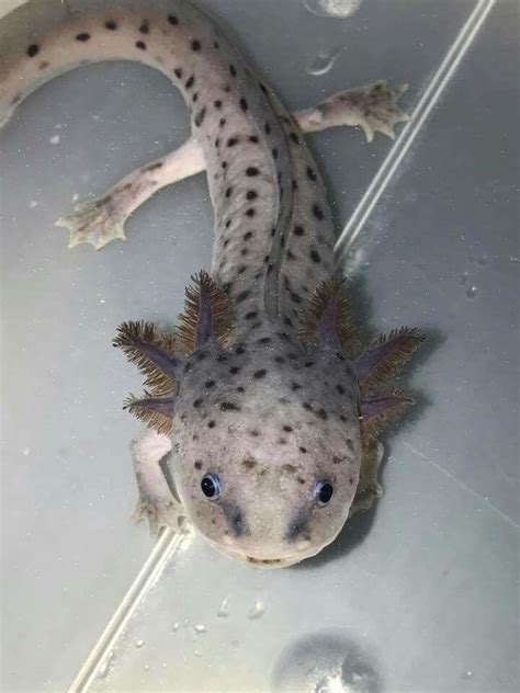 Pin by Miss Bowtie Squirrel on Animals - Axolotls | Axolotl, Cute ...