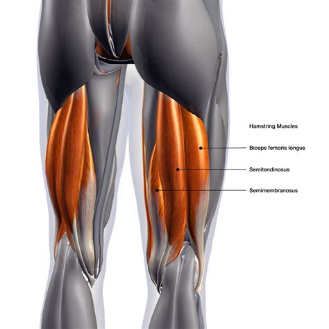 Hamstring training - how to strengthen the semitendinosus muscles ...