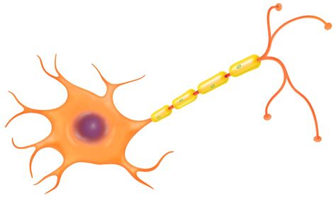 Nerve Cell Function | Nerve Cell Diagram | DK Find Out