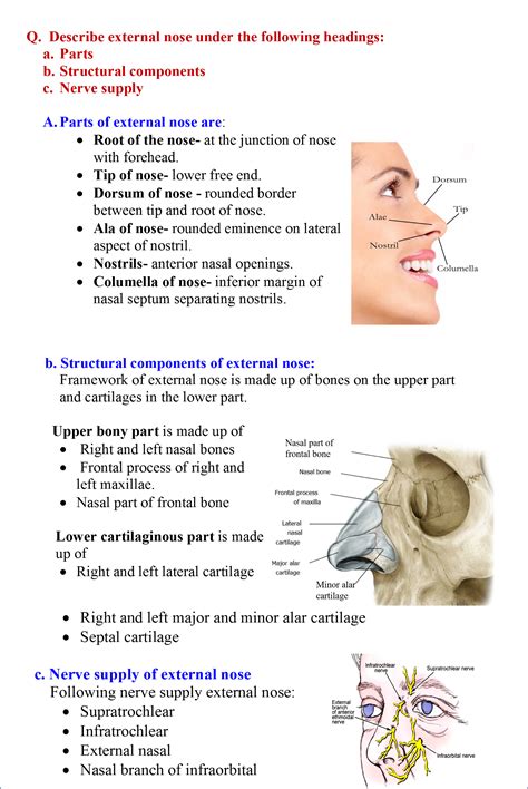 Nasal Cavity Nasal Septum Anatomy : Nose and Nasal Cavity - Anatomy QA ...