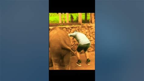 elephant and cameraman . funny moments 😂 #shorts - YouTube