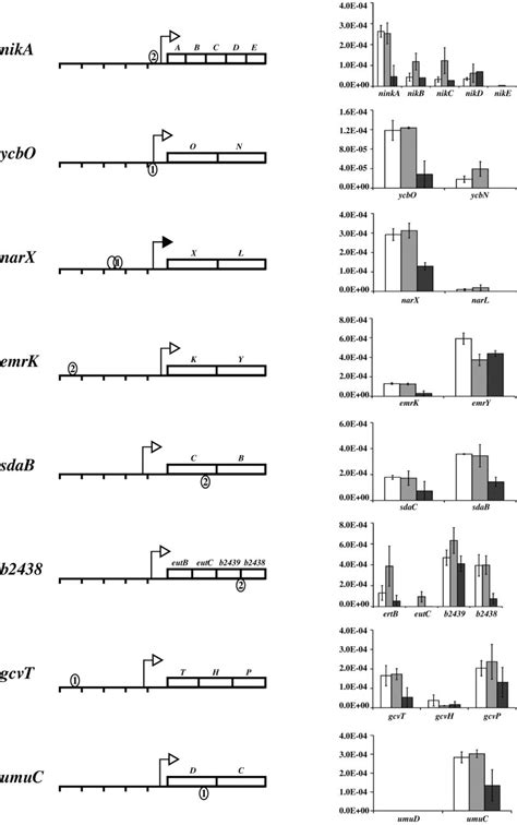 Genes of regulatory pattern VIII. See legend for Fig. 6. | Download ...