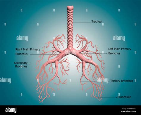 Anatomy of the bronchus and bronchial tubes Stock Photo: 57643792 - Alamy