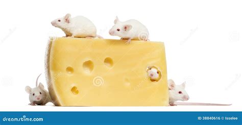 Group of Mice Around a Big Piece of Cheese Stock Photo - Image of ...