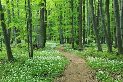 Footpath through Ramsons (Allium ursinum) in European Beech (Fagus ...