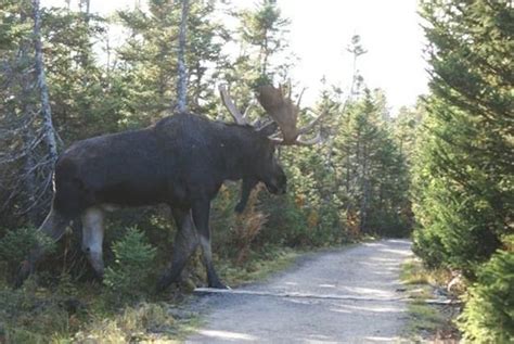 Monster Moose | Outdoor Oddities