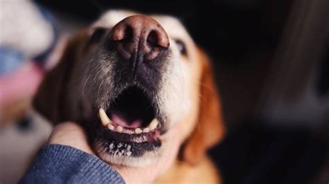 Why are my dog’s teeth chattering? Vet's guide to causes | PetsRadar