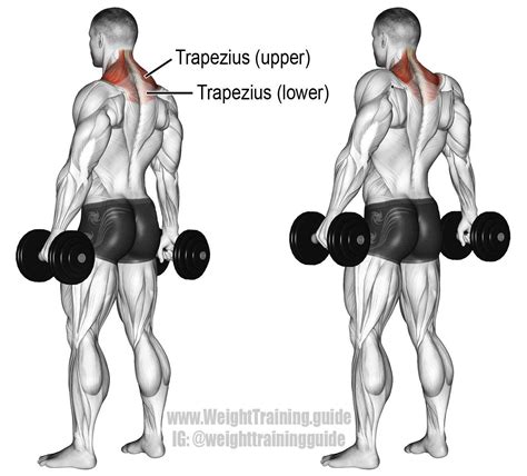 Dumbbell shrug. An isolation exercise. Target muscle: Upper Trapezius ...