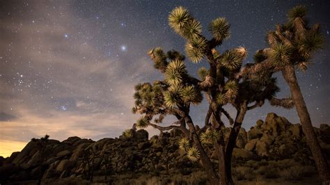 Joshua Tree National Park to Get 'Dark Sky Park' Designation for Starg ...