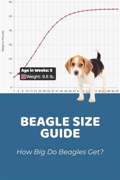 Beagle Size Guide, Chart, and Calculator: How Big Do Beagles Get?