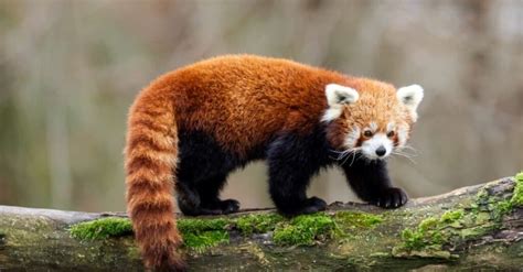 Top 10 Stunning Red Animals - A-Z Animals