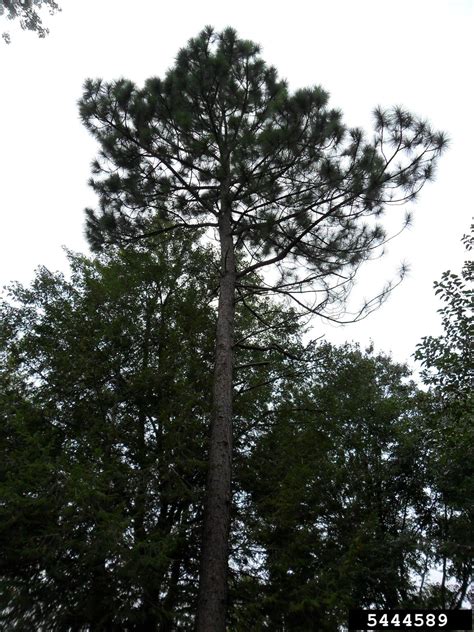 slash pine (Pinus elliottii)