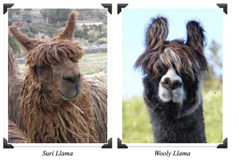 Solved Above are images of two different breeds of llamas - | Chegg.com