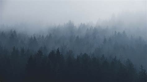 🔥 Download Foggy Forest Wallpaper by @jmaddox36 | Foggy Forest ...