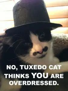 Our Favourite Tuxedo Cat Memes - Tuxedo Cat