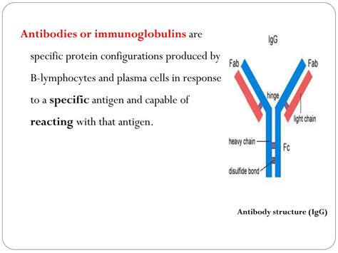 PPT - Antigen-antibody reaction PowerPoint Presentation, free download ...