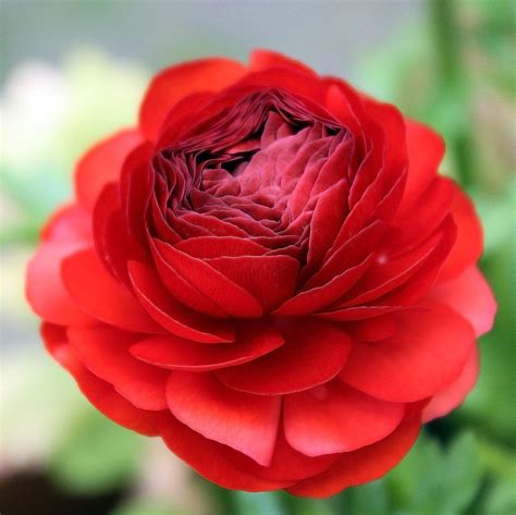 Red Ranunculus Bulbs for Sale – Easy To Grow Bulbs