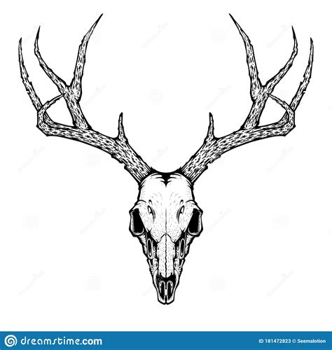 Deer Skull Drawing Stock Illustrations – 1,587 Deer Skull Drawing Stock ...