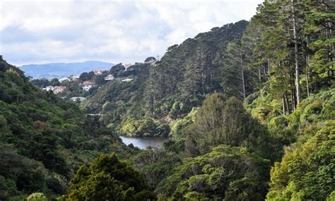 Escaping the concrete jungle: Zealandia sanctuary in Wellington, New ...