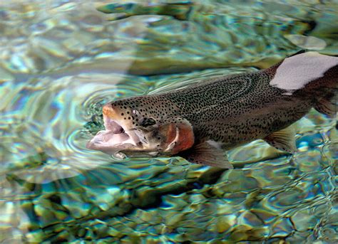 Rainbow Trout and Steelhead Life Cycle, Habitat, Diet, & More