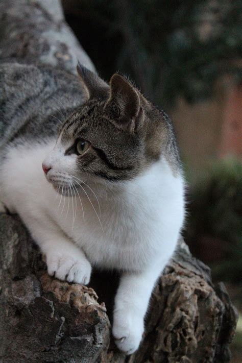 Very pretty tabby and white cat #cat #feline #tabbycat | Gatti carini ...