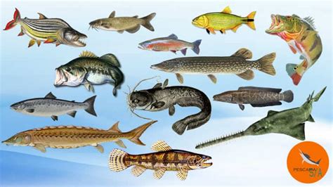 Top 13 species of freshwater fish in world sport fishing - Pescaria S/A